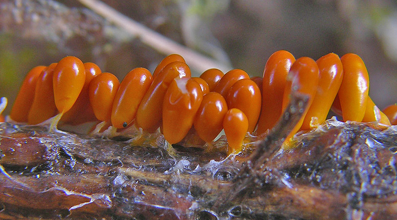 Leocarpus fragilis (Dicks.) Rostaf.